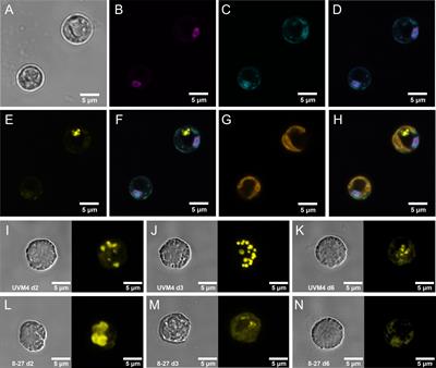 Overexpression of PSR1 in Chlamydomonas reinhardtii induces luxury phosphorus uptake